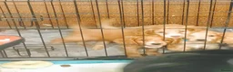 Cockapoo dogs for sale: 5 beautiful cockapoo puppies  - Advert 6
