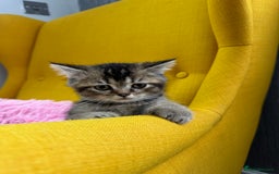 British Shorthair cats for sale: 5 Adorable British Shorthair Kittens - Image 5