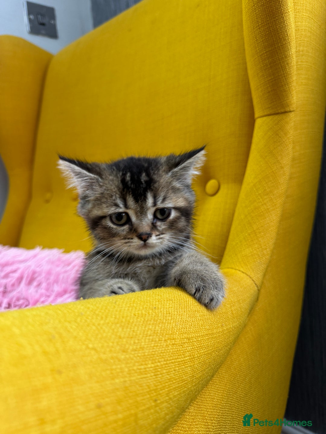 British Shorthair cats for sale: 5 Adorable British Shorthair Kittens - Image 5