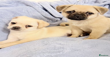 Pug dogs Cream Pug x Pomeranian Puppy, Ready Today 🏡 - Advert 1