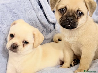 Pug dogs Adorable Pug x Pomeranian Puppy, Ready Today 🏡 - Advert 10
