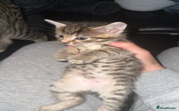 Domestic Shorthair cats for sale: Adorable tabby/bengal kittens to a good home - Image 6