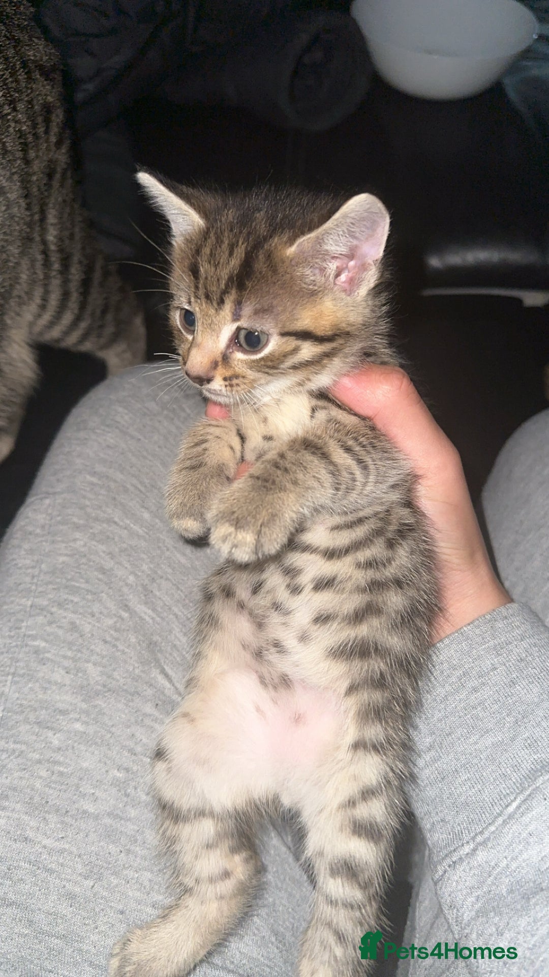 Domestic Shorthair cats for sale: Adorable tabby/bengal kittens to a good home - Image 6