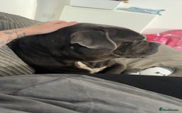 Cane Corso dogs for sale: That (Tye) looking for his forever home  - Image 8