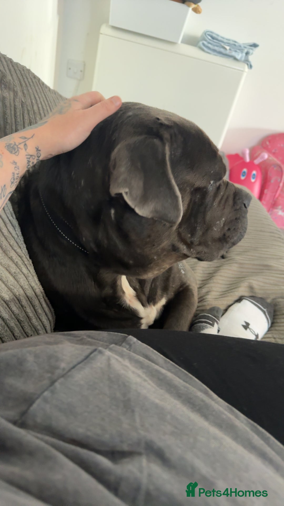Cane Corso dogs for sale: That (Tye) looking for his forever home  - Image 8