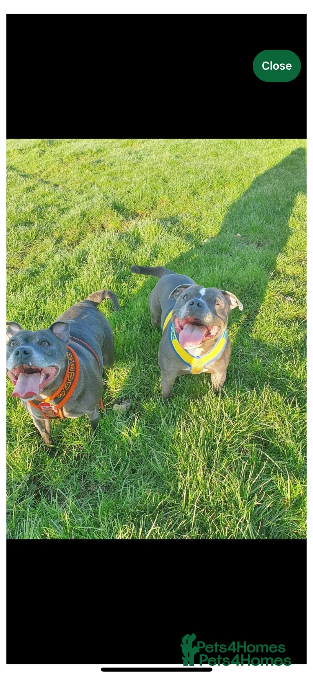 Staffordshire Bull Terrier dogs for sale: Blue Boy Staffy for Sale - Advert 2