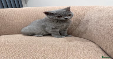 British Shorthair cats - Advert 12