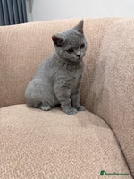 British Shorthair cats - Advert 12