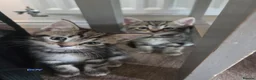 Mixed Breed cats for sale: Kittens for sale blackpool  - Advert 8