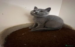 British Shorthair cats for sale: READY NOW!!Pedigree British Short Hair Kittens - Image 35