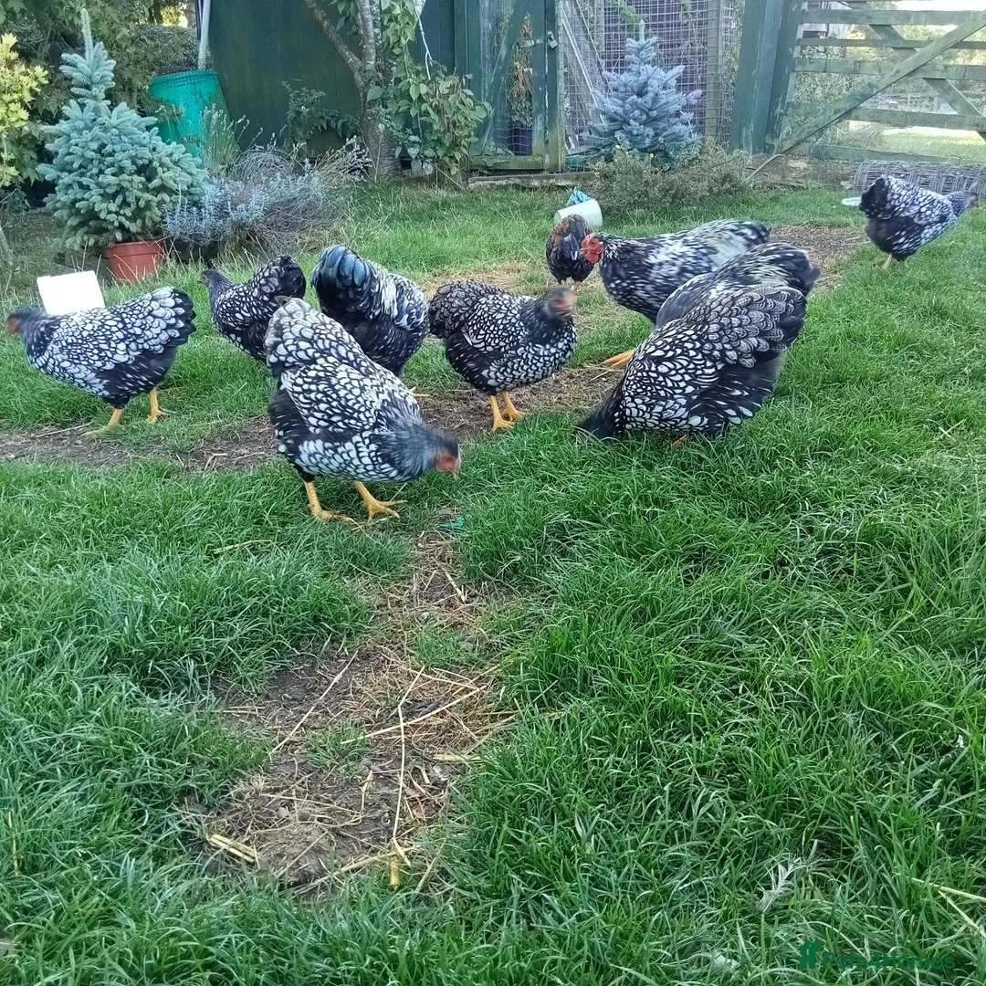 Chickens poultry for sale: Pair of Sliver Wyandotte Bantams in Northallerton - Advert 2