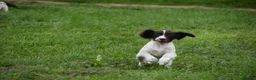 English Springer Spaniel dogs for sale: Working English springer spaniels  - Advert 19