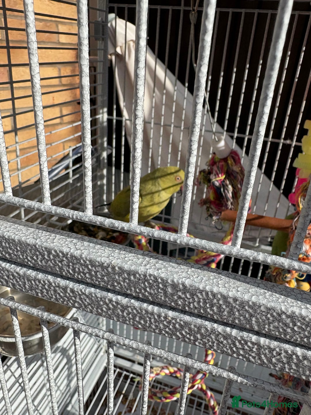 Parakeets birds for sale: 2 Ringneck parakeets  - Image 2