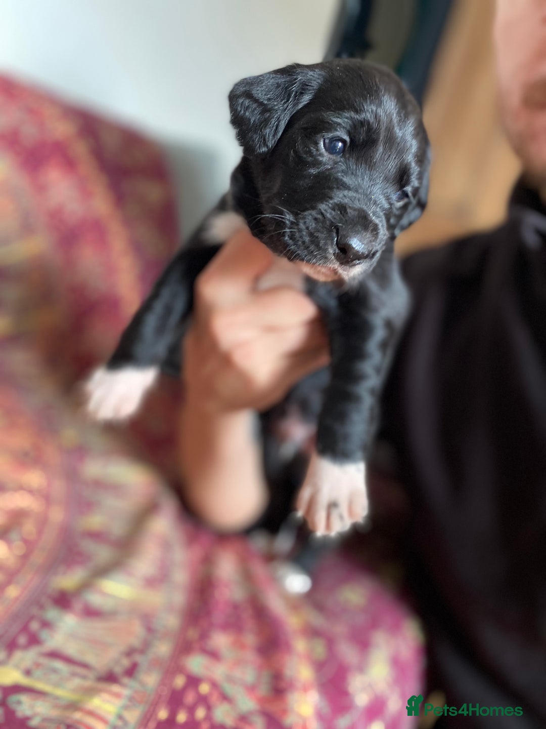 Mixed Breed dogs for sale: Beautiful pointer lab puppies!  - Image 40