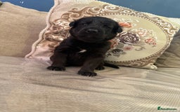 Mixed Breed dogs for sale: Beautiful Labrador x shepherd puppies - Image 5