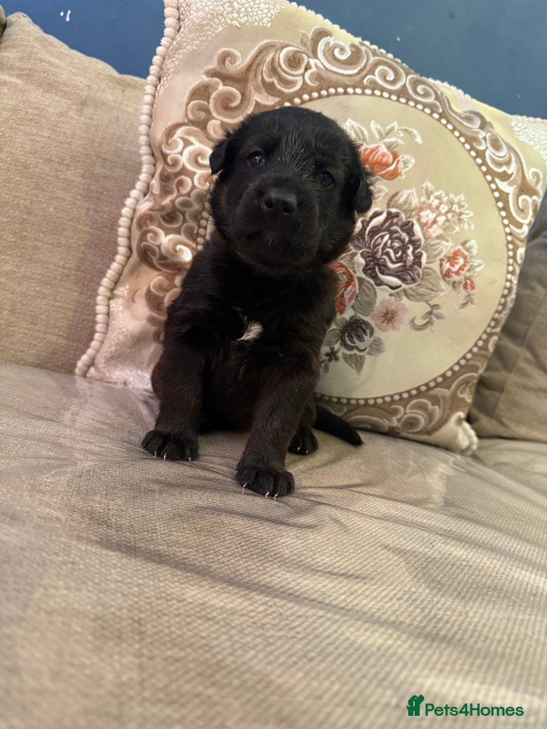 Mixed Breed dogs for sale: Beautiful Labrador x shepherd puppies - Image 5