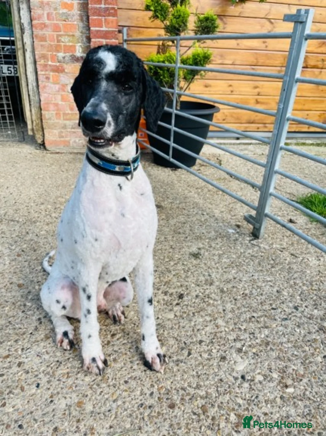 Standard Poodle dogs for stud: Standard party poodle in Marlborough - Advert 28