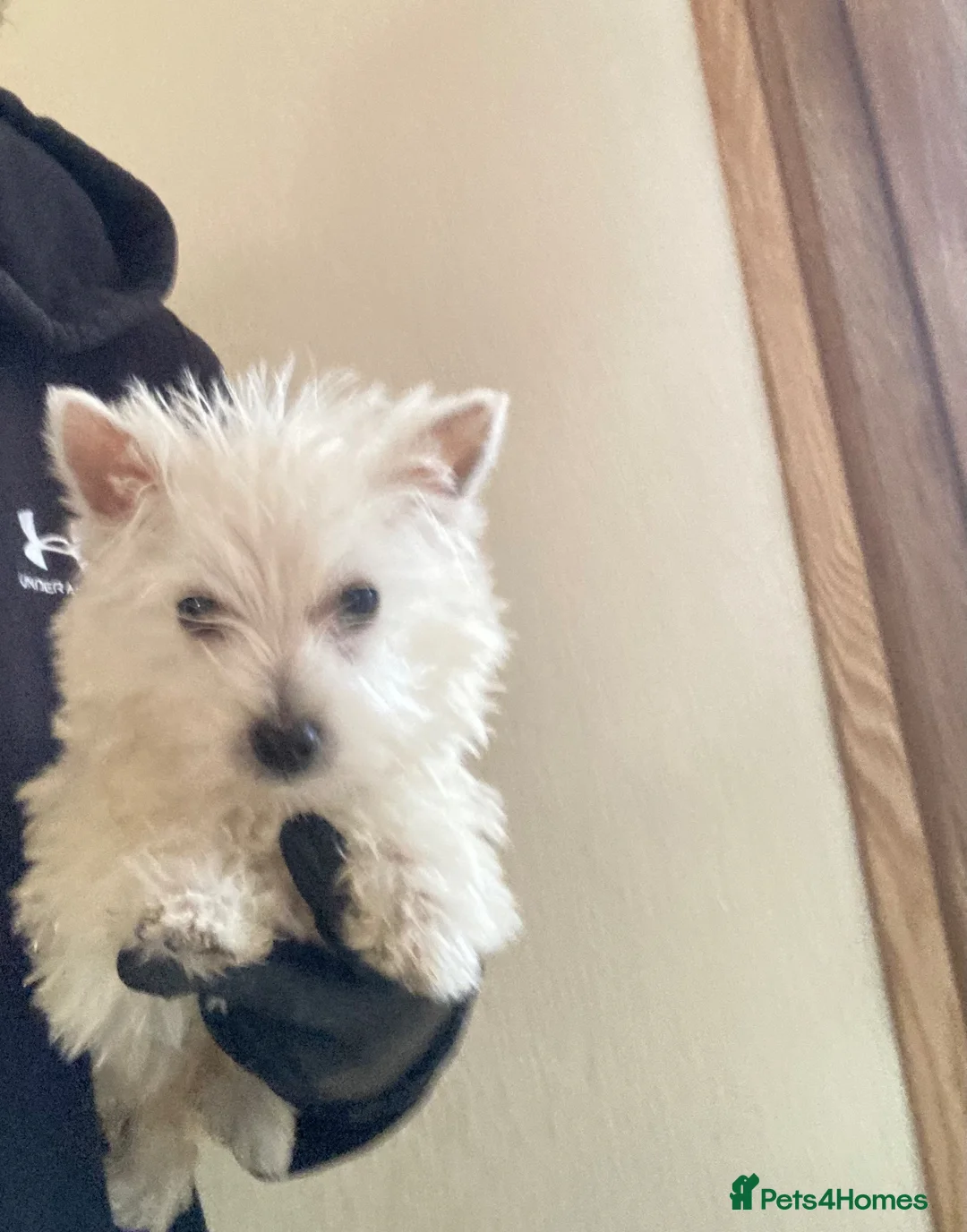 West Highland Terrier dogs for sale: Beautiful West Highland Puppy Girl  in London - Advert 5