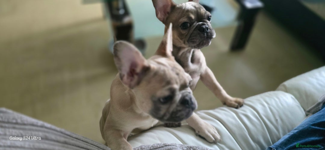 French Bulldog dogs for sale: GOLDEN French Bulldog  - Image 5