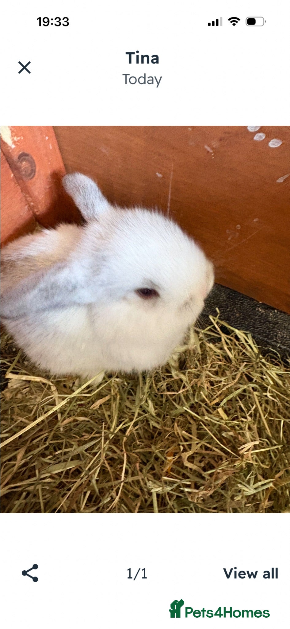 Mini Lop rabbits Mini lop babies - Advert 16