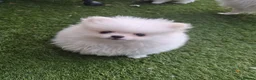 Pomeranian dogs for sale: 2 pure white pomeranian 9 weeks old for sale in Bolton - Advert 2