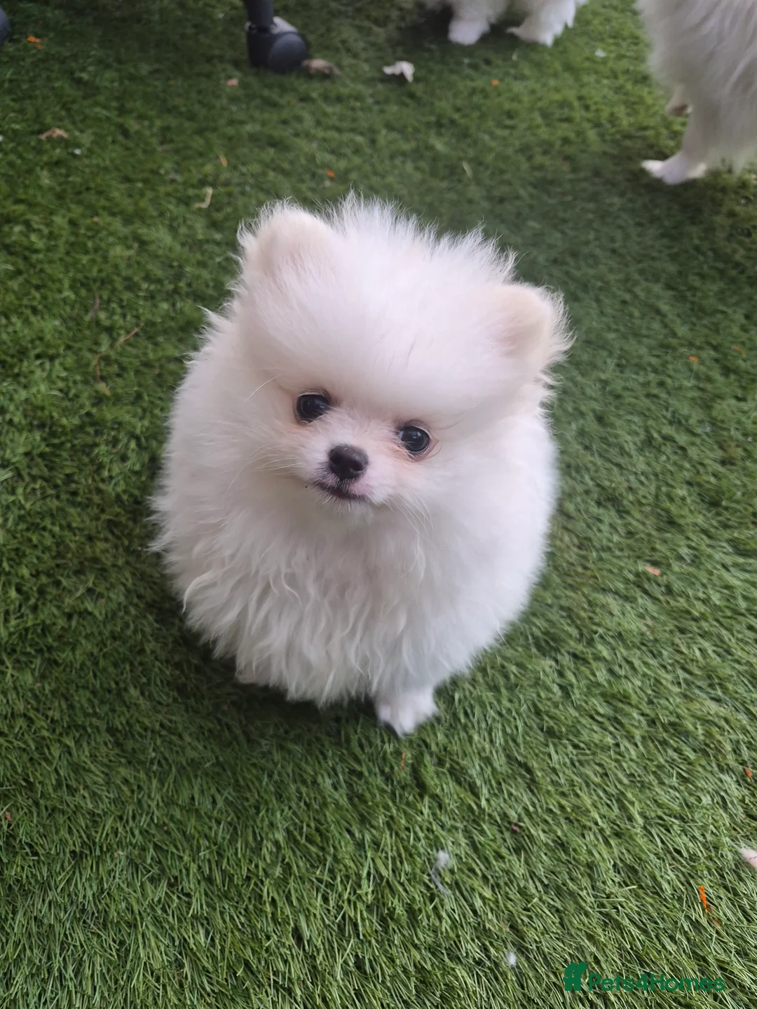 Pomeranian dogs for sale: 2 pure white pomeranian 9 weeks old for sale in Bolton - Advert 2