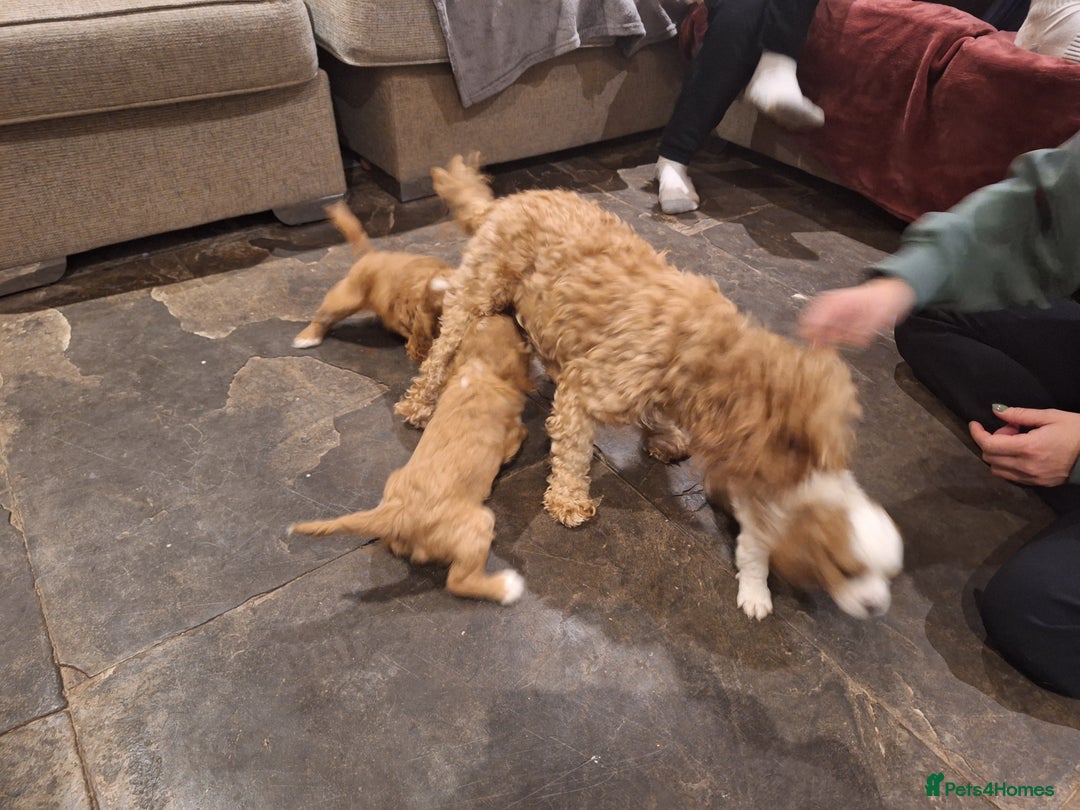 Cavapoo dogs for sale: Cavapoo  - Advert 3