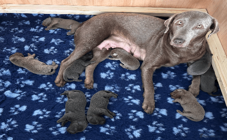 Labrador Retriever dogs Charcoal & Silver Labrador Puppies - Advert 1