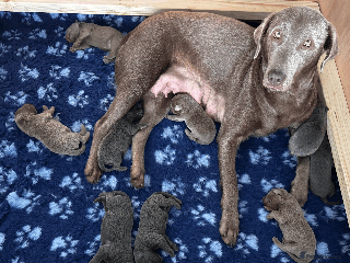 Labrador Retriever dogs Charcoal & Silver Labrador Puppies - Advert 2