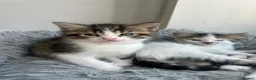 Norwegian Forest Cat cats for sale: 4 fluffy Norwegian Forrest cats  - Advert 11