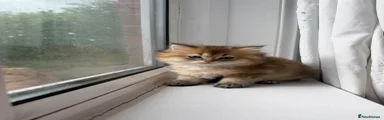 British Longhair Kitten 1