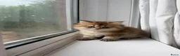 British Longhair cats for sale: GOLDEN BRITISH LONG HAIR KITTENS  - Advert 1