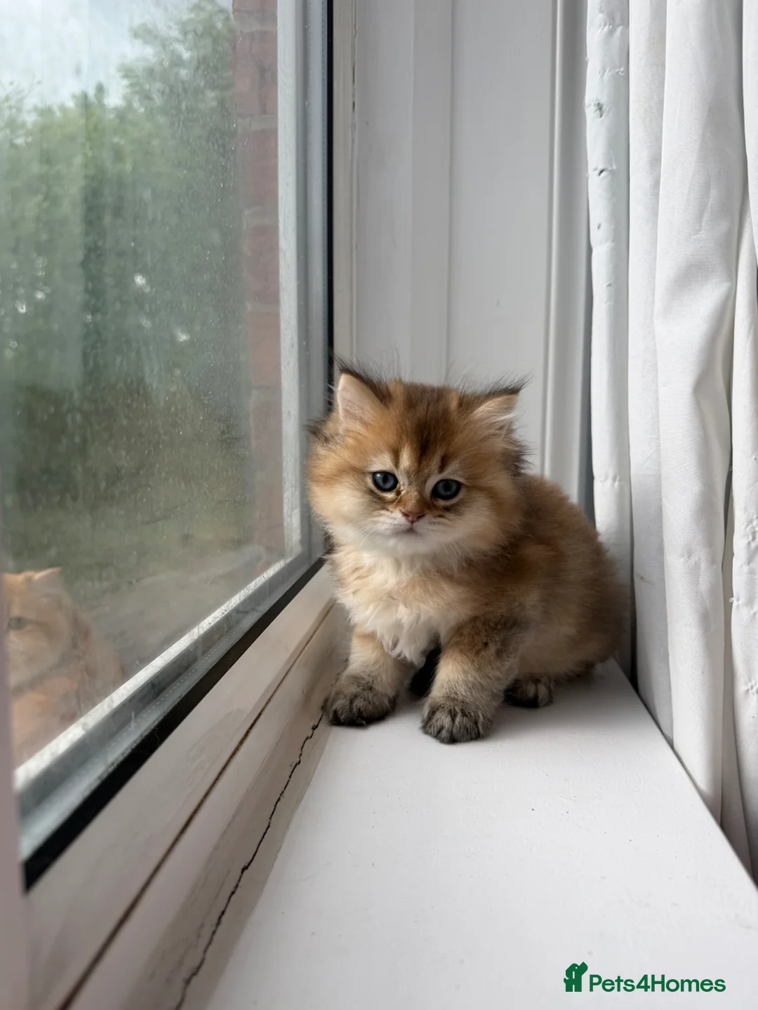 British Longhair cats for sale: GOLDEN BRITISH LONG HAIR KITTENS  - Advert 1
