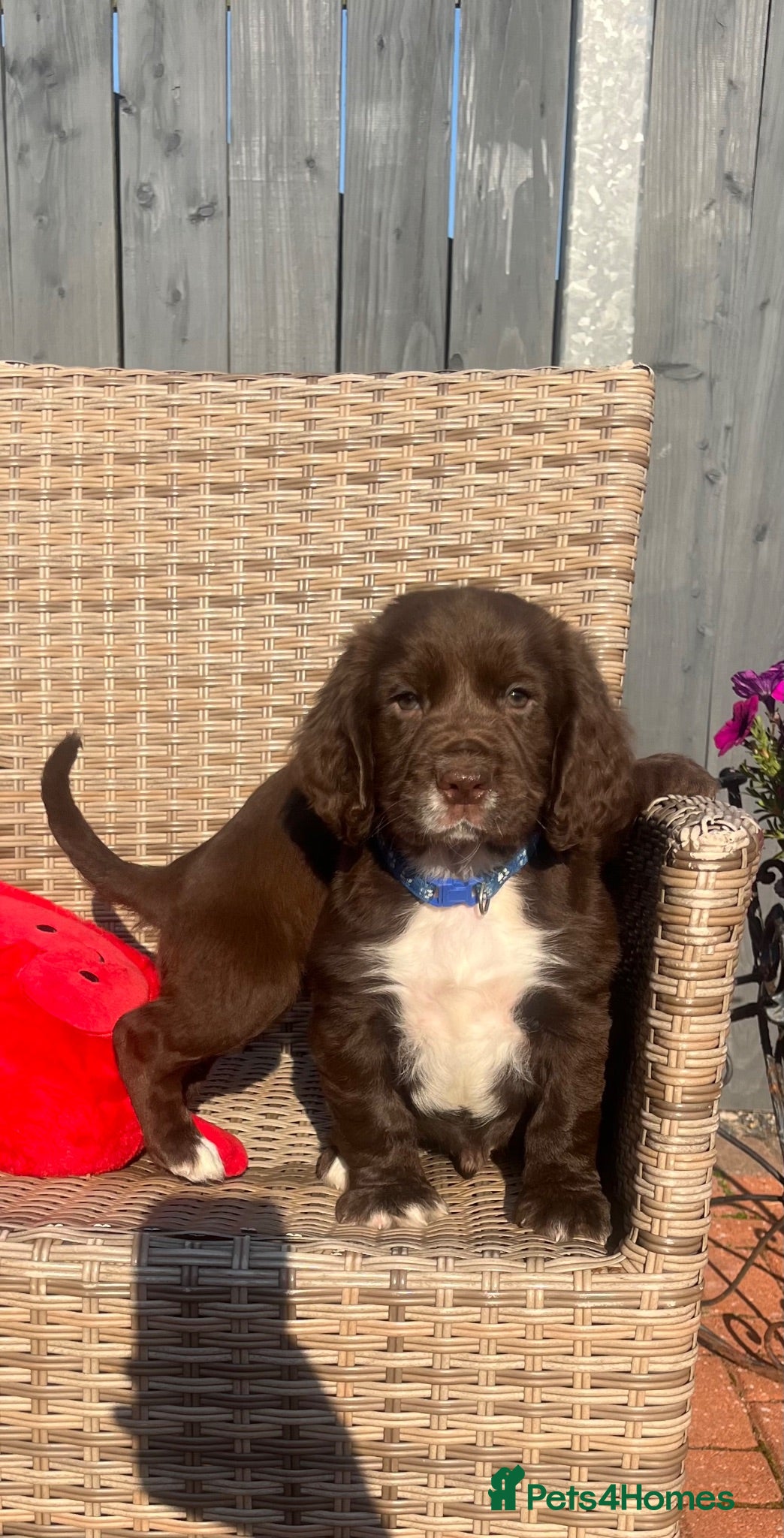 Cocker Spaniel dogs Chocolate cocker spaniel💙 - Advert 10