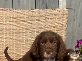 Cocker Spaniel dogs Chocolate cocker spaniel💙 - Advert 10