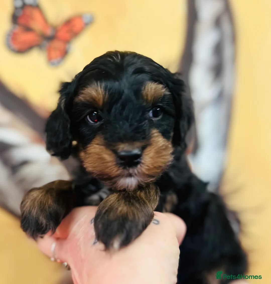 Mixed Breed dogs for sale: Powderpuff poos  - Advert 7