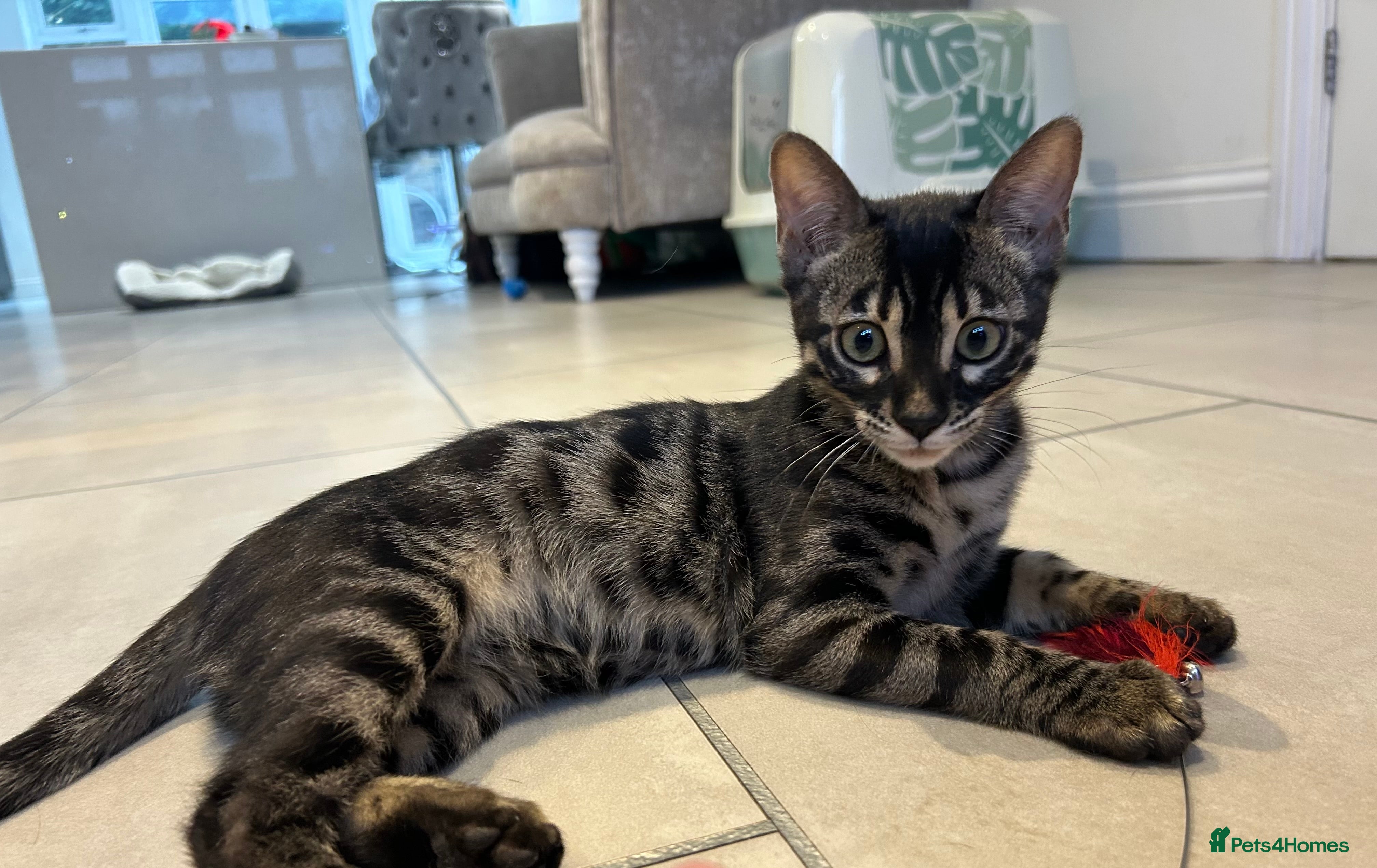 Bengal cats Stunning Charcoal Female Bengal Kitten - TICA - Advert 1