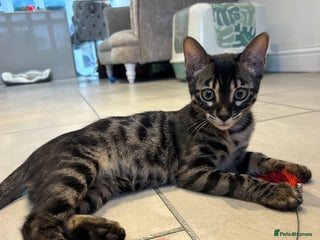 Bengal cats Stunning Charcoal Female Bengal Kitten - TICA - Advert 3