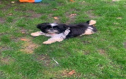 Shih Tzu dogs for sale: Gorgeous Shih Tzu puppy, 4 months old.  - Image 4