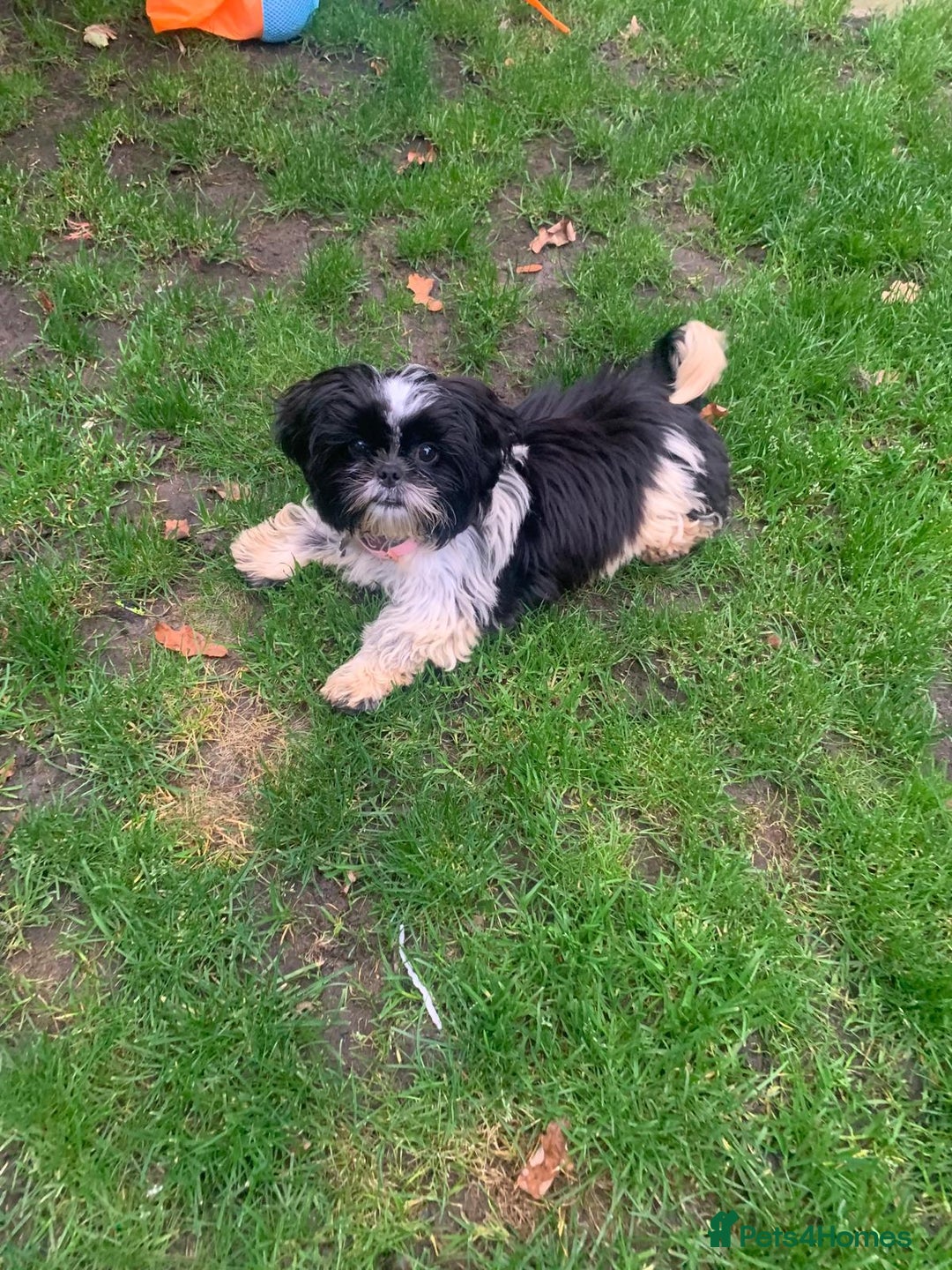 Shih Tzu dogs for sale: Gorgeous Shih Tzu puppy, 4 months old.  - Image 4
