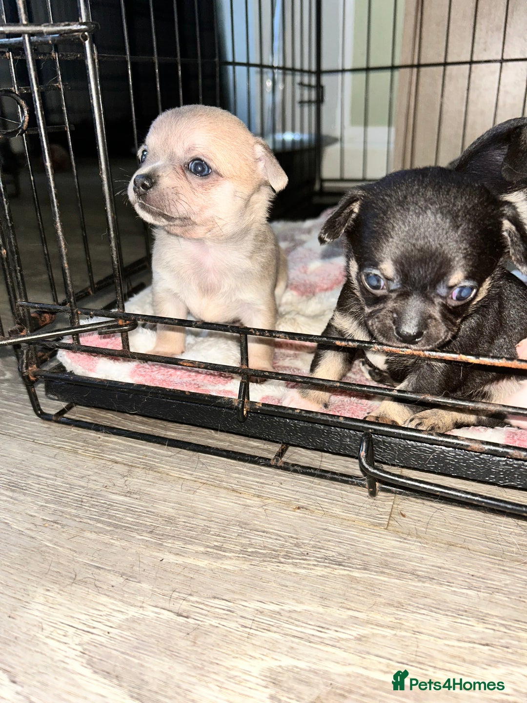 Chihuahua dogs for sale: Tiny chihuahua puppies  - Image 16