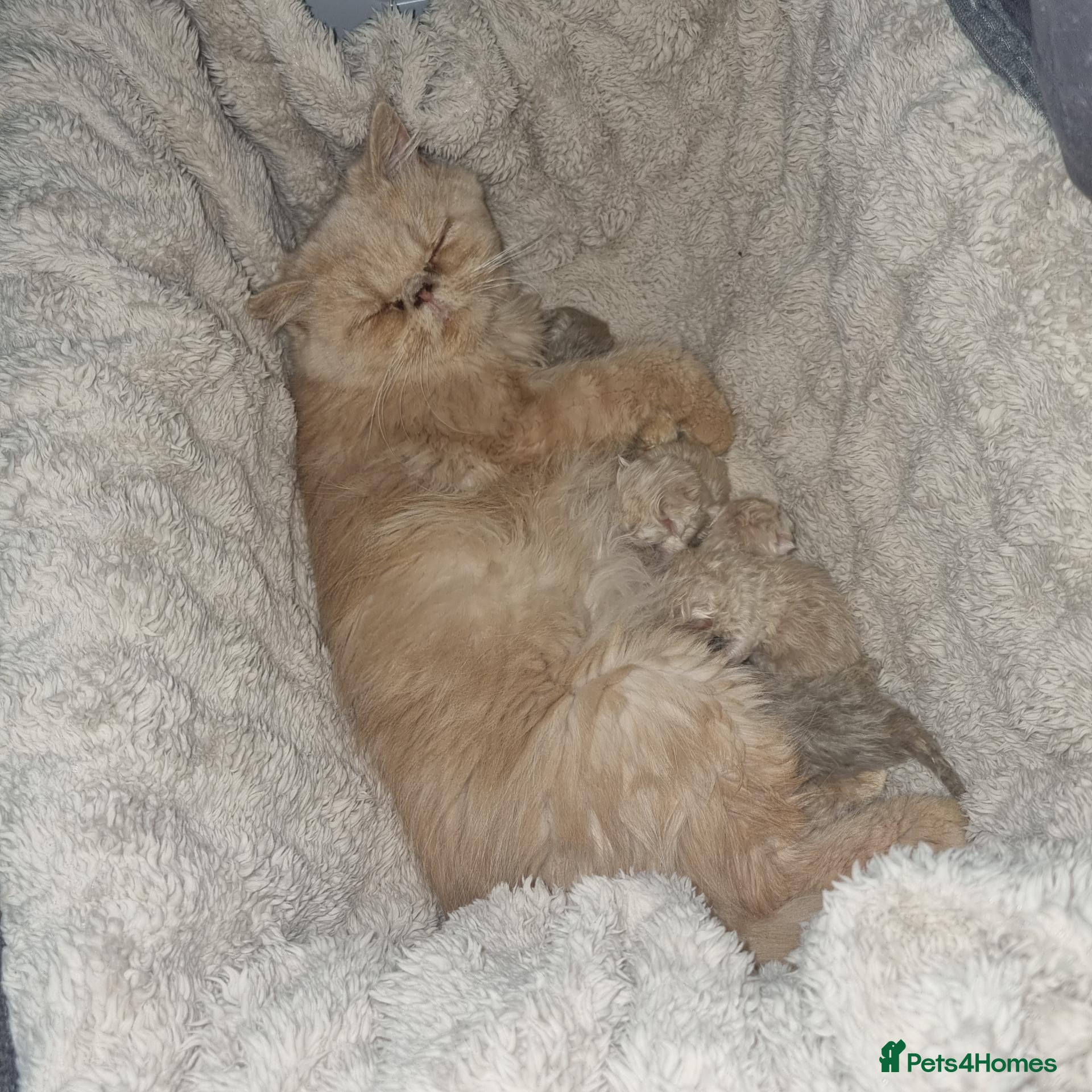 Persian cats Beautiful cream and grey persian babies - Advert 3