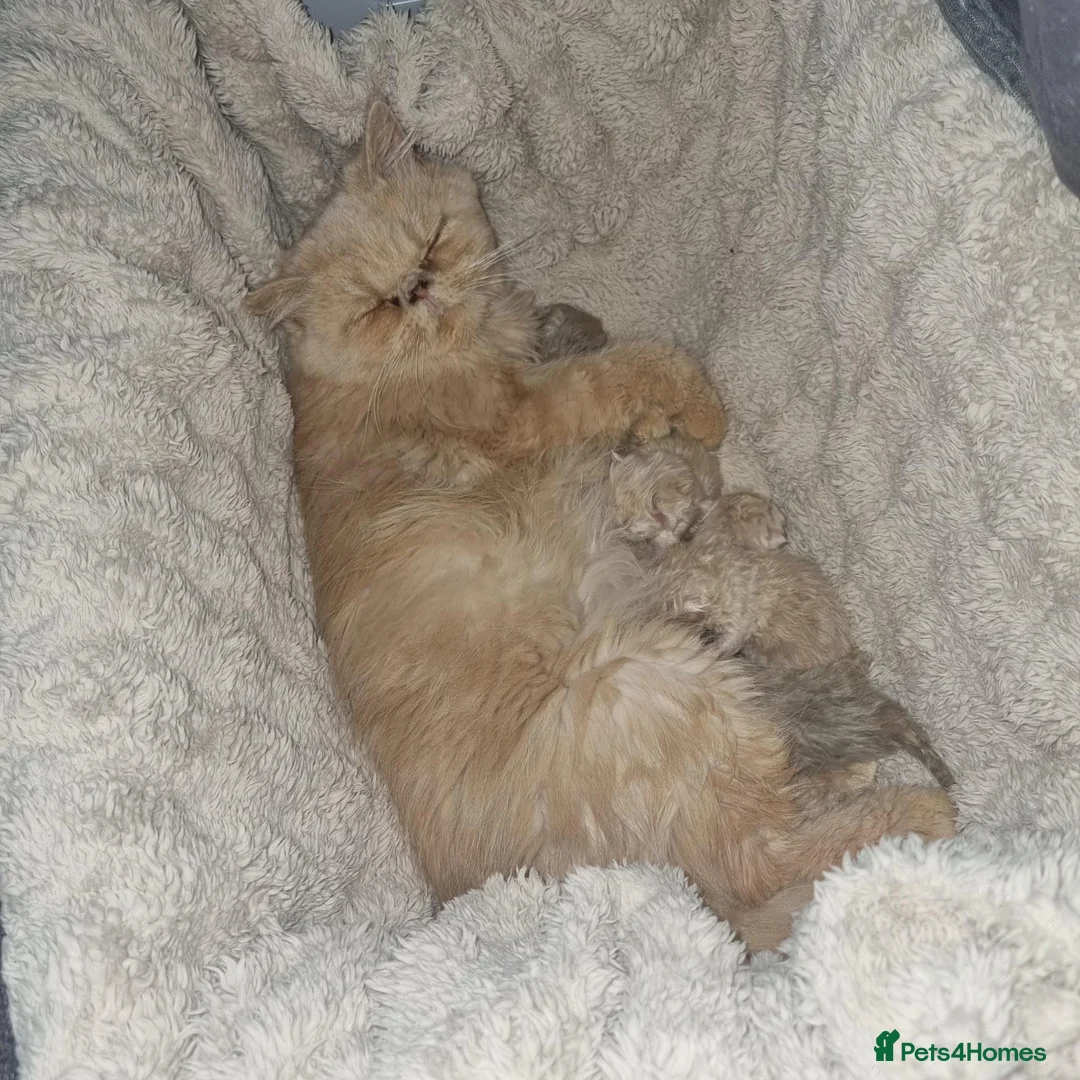Persian cats for sale: Beautiful cream and grey persian babies - Advert 1