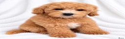 Cavapoo dogs for sale: 🐾 Cavapoo Puppies – Ready Now! 🐾 in Surbiton - Advert 5