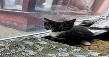Maine Coon cats - Advert 4