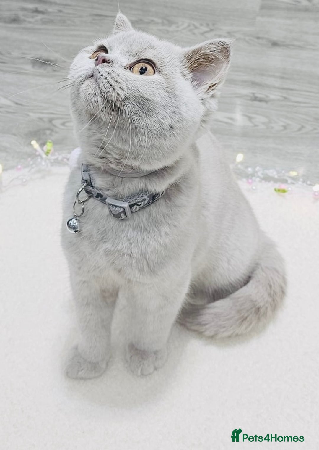 British Shorthair cats for sale: Beautiful Rare Fawn Lilac British Shorthair Girl! - Advert 1