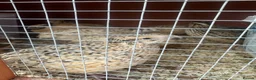 Quail poultry for sale: Female Japanese coturnix quail laying hens - Advert 5