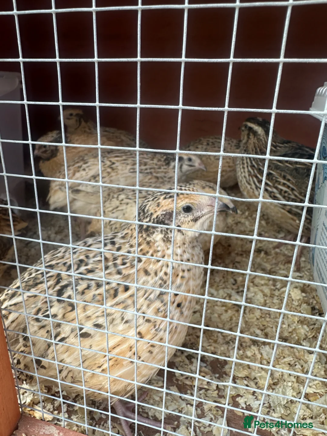 Quail poultry for sale: Female Japanese coturnix quail laying hens - Advert 5