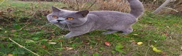 British Shorthair cats for stud: GCCF registered Blue British ShortHair stud  - Advert 2