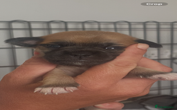 Mixed Breed dogs for sale: PUGAPOO 3 LEFT READY NOW  - Image 20